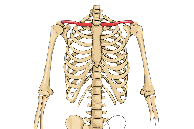 The clavicle spans the body below the neck but above the rib cage to give the upper body structure